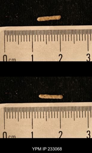 Archaeocidaris sp.