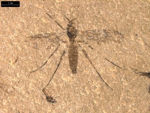undet. Diptera
