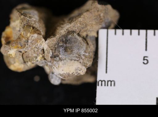 undet. Ammonoidea