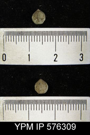 Atrypina disparilis