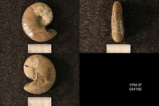 Hoploscaphites nicolletii