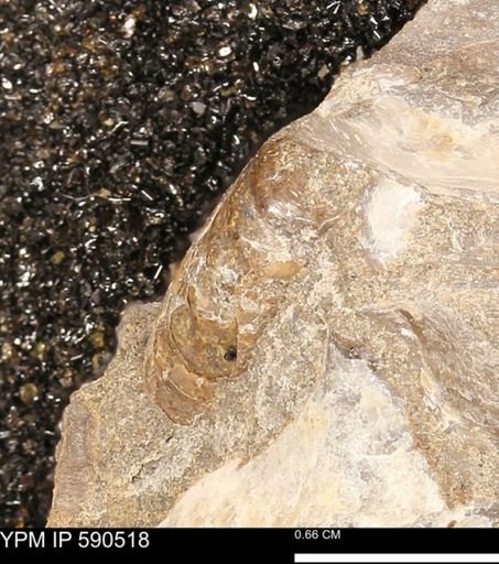 Ammonoidea