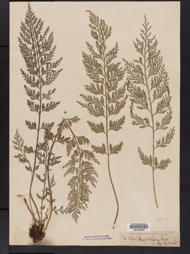 Asplenium