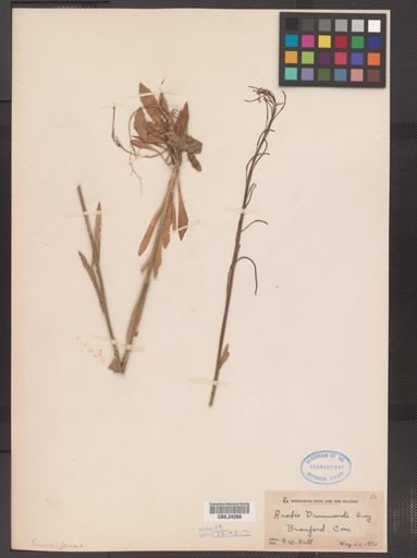 Arabis drummondii