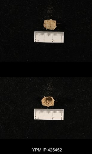 Liosotella sp.
