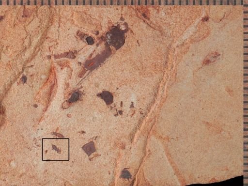 Thysanoptera?