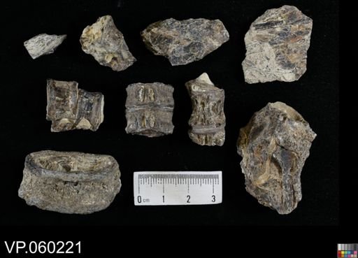 undet. Actinopterygii