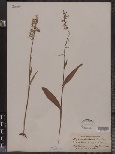 Blephariglottis lacera
