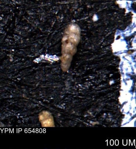 Verneuilinoides kansasensis