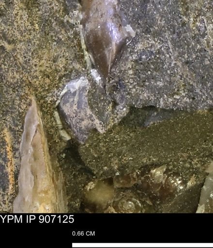 undet. Mollusca