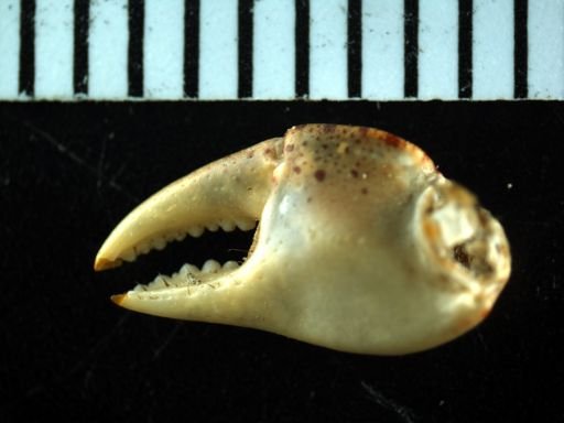 Hemigrapsus sanguineus