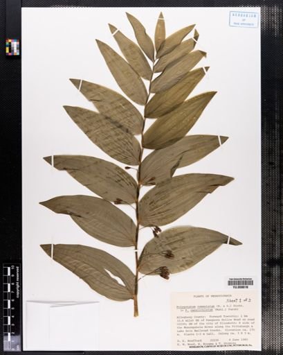 Polygonatum commutatum