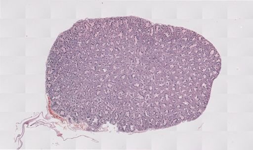 Rana clamitans