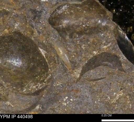 Protocardia subquadrata