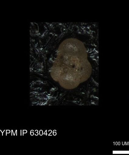 undet. Rugoglobigerinidae