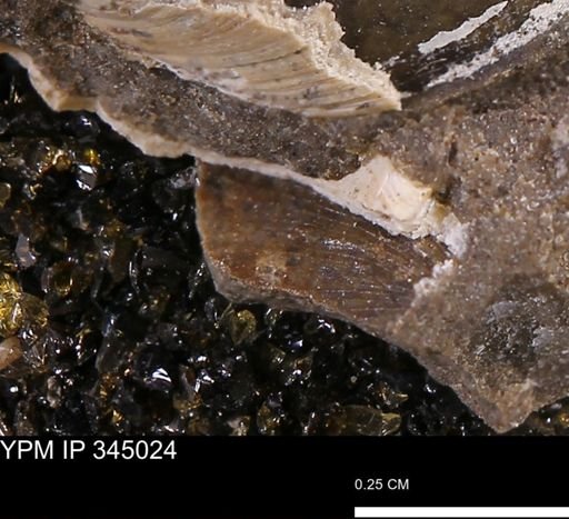 Limopsis striatopunctatus