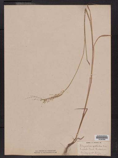 Glyceria pallida