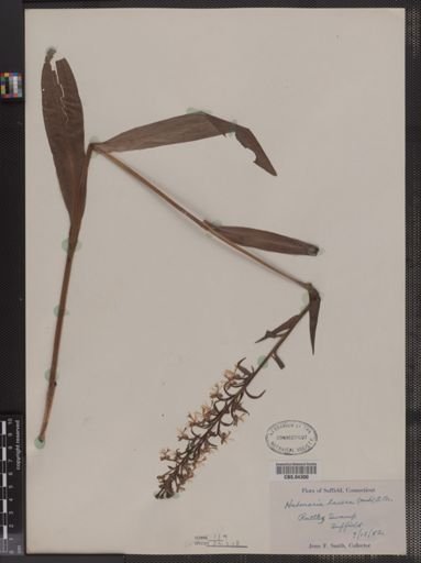 Habenaria