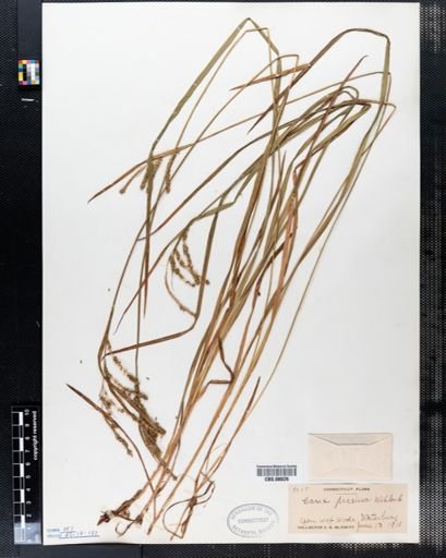 Carex prasina