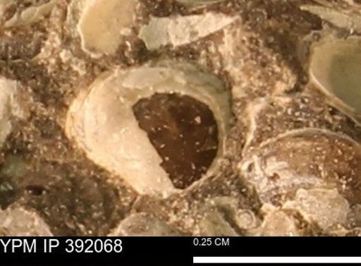 Protocardia sp.