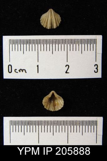 Neospirifer sp.