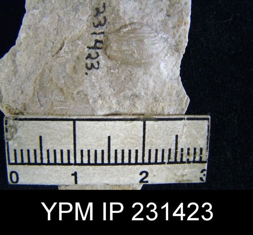 Productus pertenuis