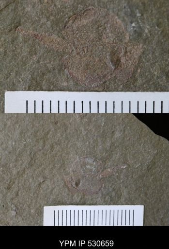 Phyllocystis sp.