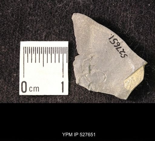 undet. Ophiuroidea