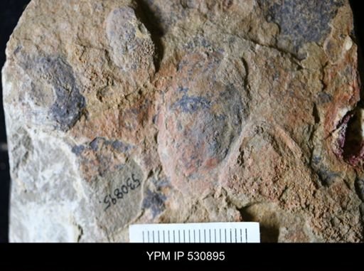 undet. Arthropoda