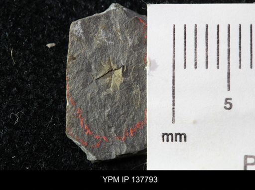 Eocystites primaevus