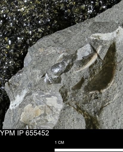 undet. Bivalvia
