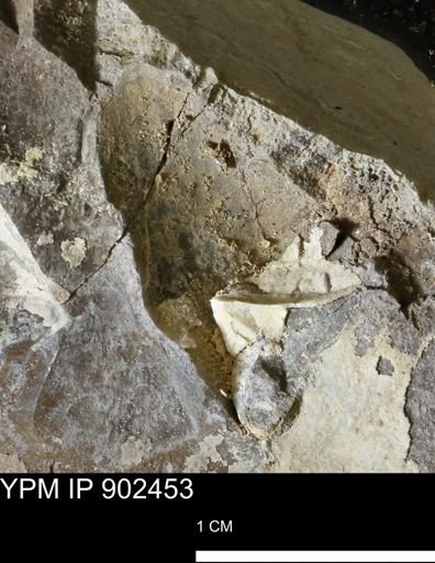 Baculites sp.