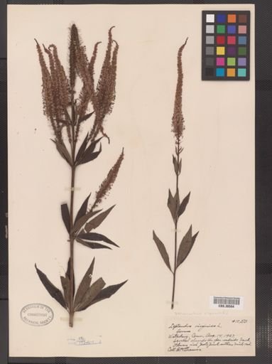 Veronicastrum virginicum