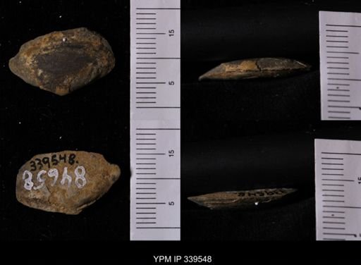 Tellina scitula