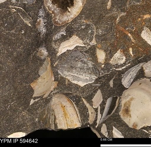 Protocardia sp.