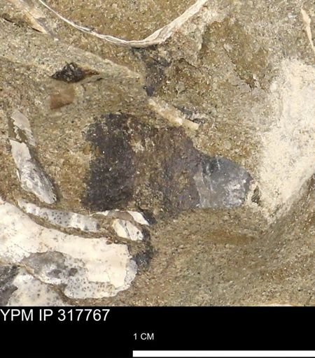 undet. Mollusca