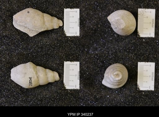 Tylostoma sp.