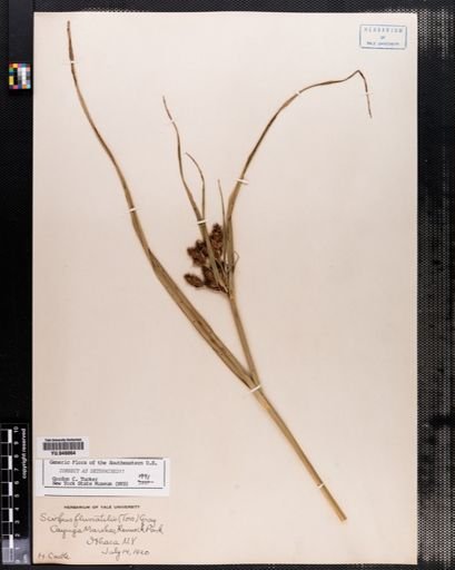 Scirpus fluviatilis