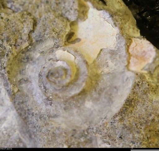 undet. Scaphitidae