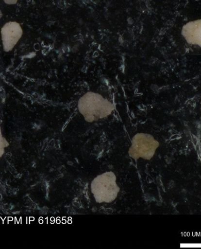 undet. Foraminiferida