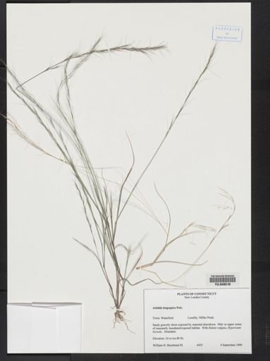 Aristida longespica