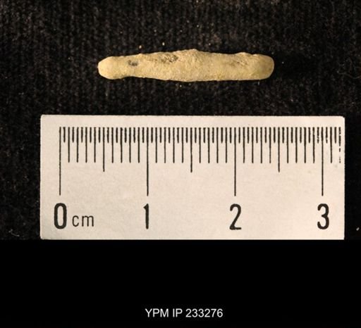 Archaeocidaris sp.