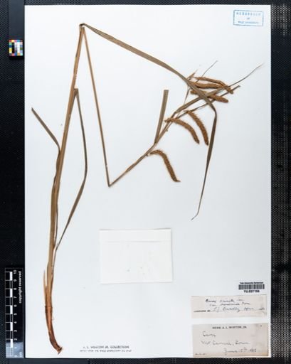 Carex crinita