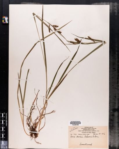 Carex