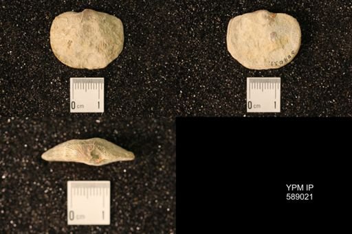 Dinorthis subquadrata