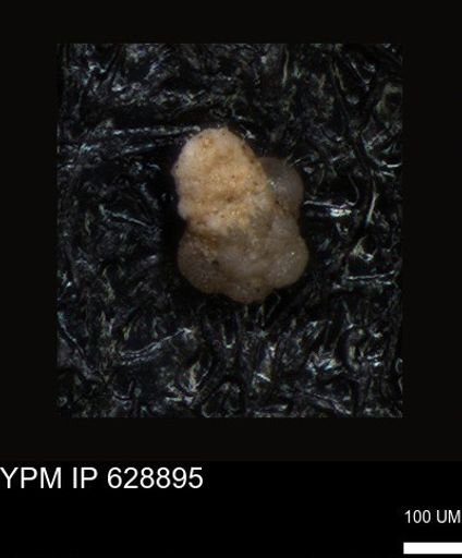 undet. Foraminiferida