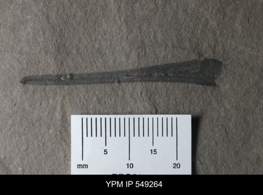 Eurypterus sp.