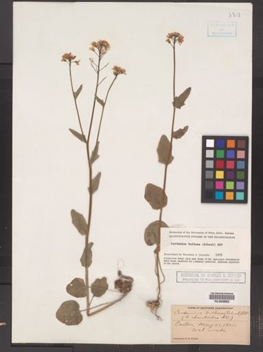 Cardamine bulbosa