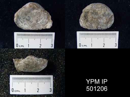 Pustula cf. nebrascensis