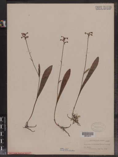 Habenaria clavellata